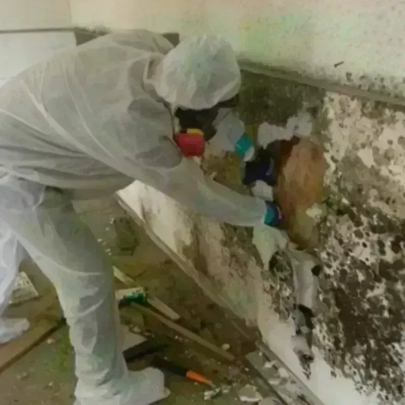 Mold Remediation and Removal in Byers, CO